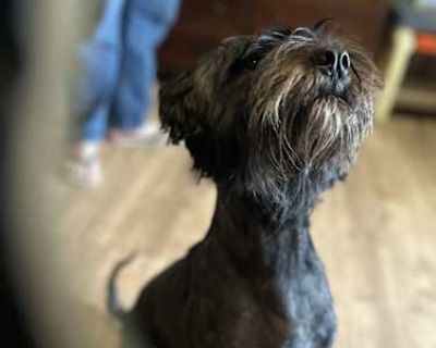 Willbur - Chow Chow/Schnauzer (Miniature) Mix Male Dog for Adoption