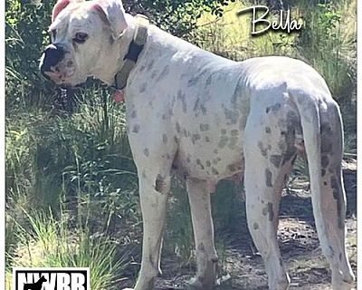 Bella 2024-1 - Boxer Female Dog for Adoption