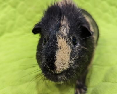 Bronco - Guinea Pig Male for Adoption