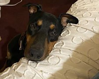 Koda - German Pinscher Male Dog for Adoption