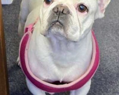 Bisou-Medical Hold available late August - French Bulldog Female Dog for Adoption