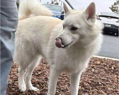 JOEY - Male Puppy American Eskimo Dog for Adoption