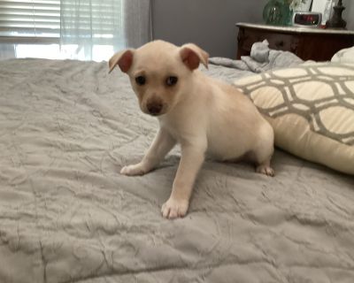 Mamou - Chihuahua Female Puppy for Adoption