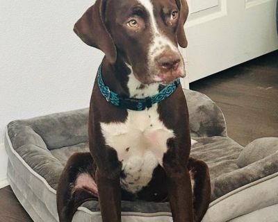 Summer - German Shorthaired Pointer & Labrador Retriever Mix Female Dog for Adoption