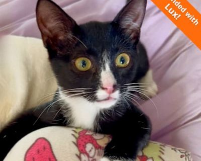 Tux is one of the sweetest kittens ever! She is bonded with her sister Lux, and the two look and act like identical twins! You might be thinking, I only want to adopt ONE kitten. But if you ve never seen a bonded pair of cats, it s truly an amazing thing! To watch the love they have for each other is so beautiful, PLUS they won t be lonely while you re at work, and will always have someone to p...