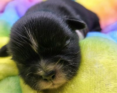 2 Male and 1 Female Shih Tzu Puppies for Sale