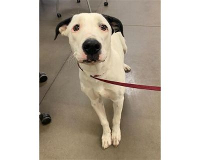 WEDNESDAY - Dalmatian Female Dog for Adoption