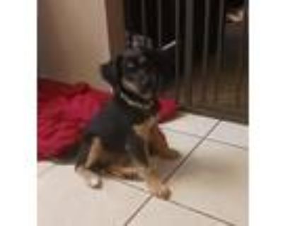 Adopt Vanessa a Labrador Retriever / Cavalier King Charles Spaniel / Mixed dog