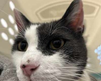 Otis - Domestic Shorthair Male Cat for Adoption
