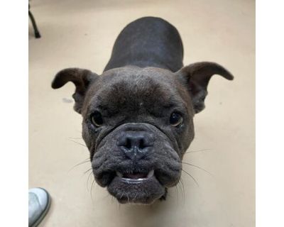 Loretta - French Bulldog Female Dog for Adoption