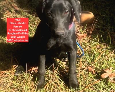 Aqua - Black Labrador Retriever Mix Female Puppy for Adoption