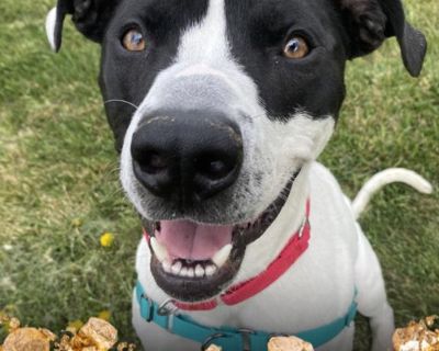 Furgie - Pointer Mix Male Dog for Adoption