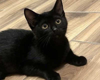 Tuesday - Domestic Shorthair Female Kitten for Adoption