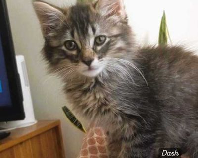 Dash - Domestic Longhair Male Cat for Adoption