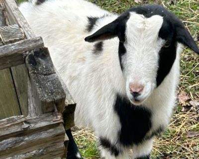 Goats-