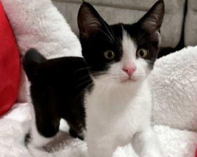 Child. Black & white or tuxedo. Hair: short. Hi, I m Gracie. My two siblings and I were rescued from a schoolyard when we were about five weeks old. We came to SBACC, then went to a foster home with another kitten who was found alone and about our age. I m an affectionate, playful, and social kitten. I love to cuddle with my foster parents, my siblings, and my foster brother. I m very adventuro...