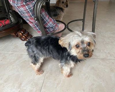 Shishito - Yorkie, Yorkshire Terrier Male Dog for Adoption