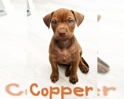 Copper - Doberman Pinscher-French Bulldog Mix Male Puppy for Adoption