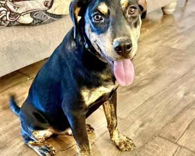 Mesquite and his siblings were picked up as strays and taken to a shelter we help in rural south Texas. The shelter was full so they needed our help to survive. One of our amazing fosters brought Mesquite into her home. Now he is almost 7 months old, and we hope he can find a great home. Mesquite is a gentle boy and he isn t a high energy pup. He is very laid back and is happy to just hang out ...