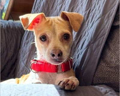 Max - Male Puppy Chihuahua / Jack Russell for Adoption