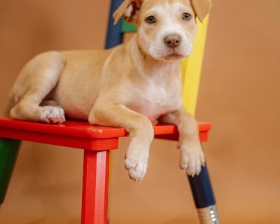 Louisa - German Shepherd Dog & Boxer Mix Female Puppy for Adoption