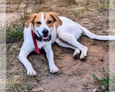 Young * Location Alexander, AR, 72002 USA USA *. Dog Breed: Hound / Labrador Retriever / Mixed. PLEASE NOTE! Unless stated otherwise, our dogs and puppies are located in Arkansas, and transported to the north/northeast once adopted. We do occasionally have dogs/puppies placed in foster homes in the north/northeast. In the cases where the pet is somewhere other than Arkansas, it will be noted be...