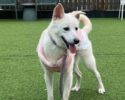 crew - Jindo/Shiba Inu Mix Male Puppy for Adoption