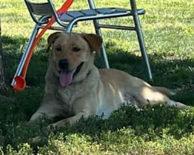Biscuit - Labrador Retriever Male Dog for Adoption