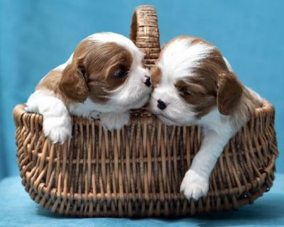 Kennel Offering Healthy Cavalier King Charles Spaniel Puppies in... (function(w