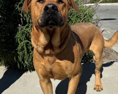 Rufus - Labrador Retriever & Anatolian Shepherd Mix Male Dog for Adoption