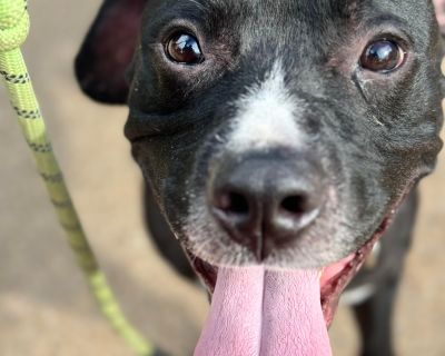 Oscar - Staffordshire Bull Terrier Mix Male Dog for Adoption