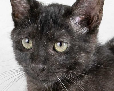 Elliot - Domestic Medium Hair Male Cat for Adoption