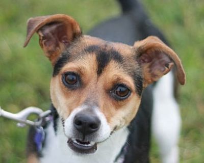 Ruby - Beagle/Jack Russell Terrier Mix Female Dog for Adoption