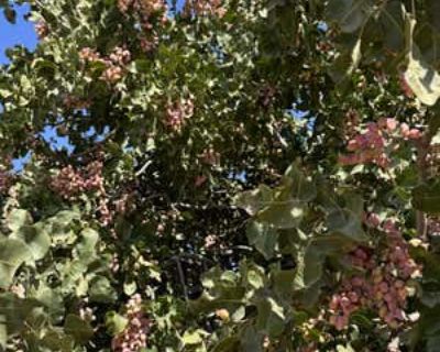 3 Bedroom 1BA Farm For Sale in HANFORD, CA