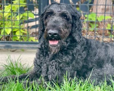 Lilly - Standard Poodle & Bouvier des Flandres Mix Female Dog for Adoption