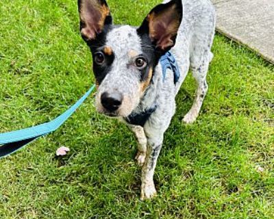 Rosey - Blue Heeler/Cattle Dog Mix Female Puppy for Adoption