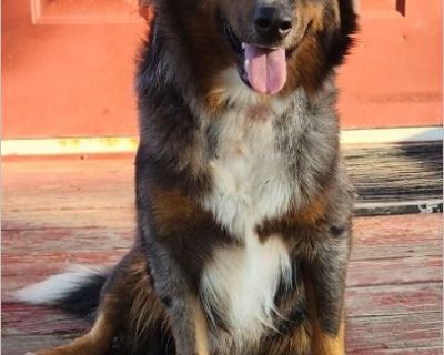 New Arrival- Toby is a brilliant Australian Shepherd, an incredibly smart boy! He is 18 months old & weighs 30 lbs. House trained & doggy door trained. Toby plays wonderfully with other dogs and walks amazingly well on a leash. He adores people & travels fantastically in the car. Toby is fully vetted, neutered, micro-chipped and heartworm tested negative. He has one heartfelt request, that his ...