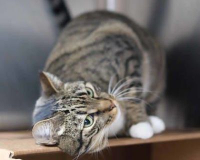 Health Vaccinations up to date, spayed / neutered.. Adult Female Small Gray / Blue / Silver , White