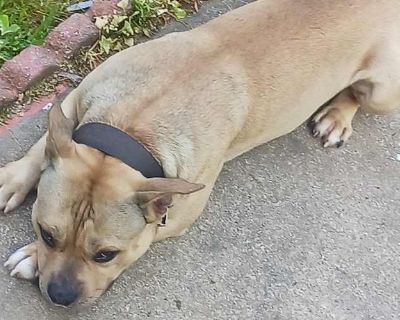 simba - American Pit Bull Terrier Male Dog for Adoption