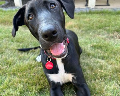 Branch - Labrador Retriever & Great Dane Mix Male Dog for Adoption