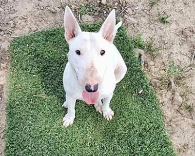 Clio - Bull Terrier Female Dog for Adoption