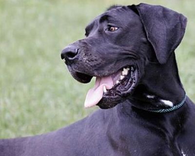 Mouse - Great Dane Female Dog for Adoption