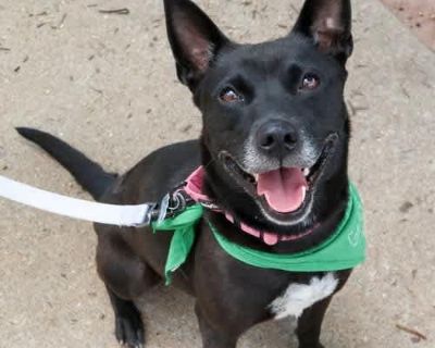 Olive Oil - Terrier (Unknown Type, Medium)/Rat Terrier Mix Female Dog for Adoption