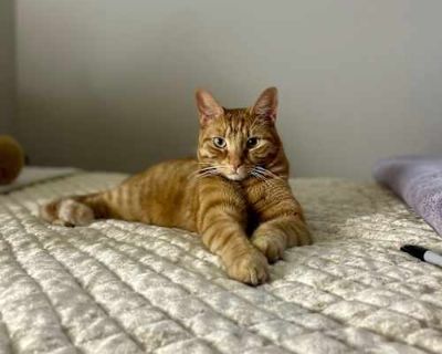 Oliver - American Shorthair Male Cat for Adoption