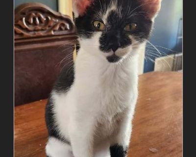 Milkshake - Male Kitten Domestic Cat for Adoption