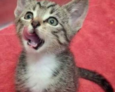 Joey - Domestic Shorthair Male Cat for Adoption