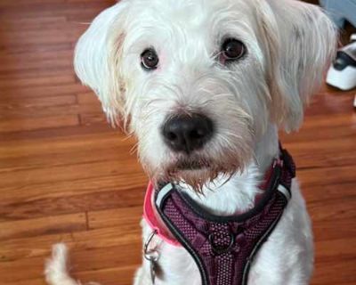 Pup pup - Poodle (Standard)/Old English Sheepdog Mix Female Dog for Adoption