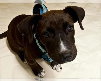 LUCKY - American Pit Bull Terrier-Labrador Retriever Mix Female Puppy for Adoption