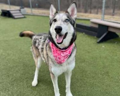 Tala (in foster) - German Shepherd Dog Female Dog for Adoption