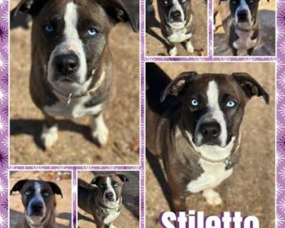 Stiletto - American Pit Bull Terrier/Mixed Breed (Medium) Mix Female Dog for Adoption